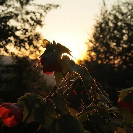 Orman Evi Karacadag Evleri